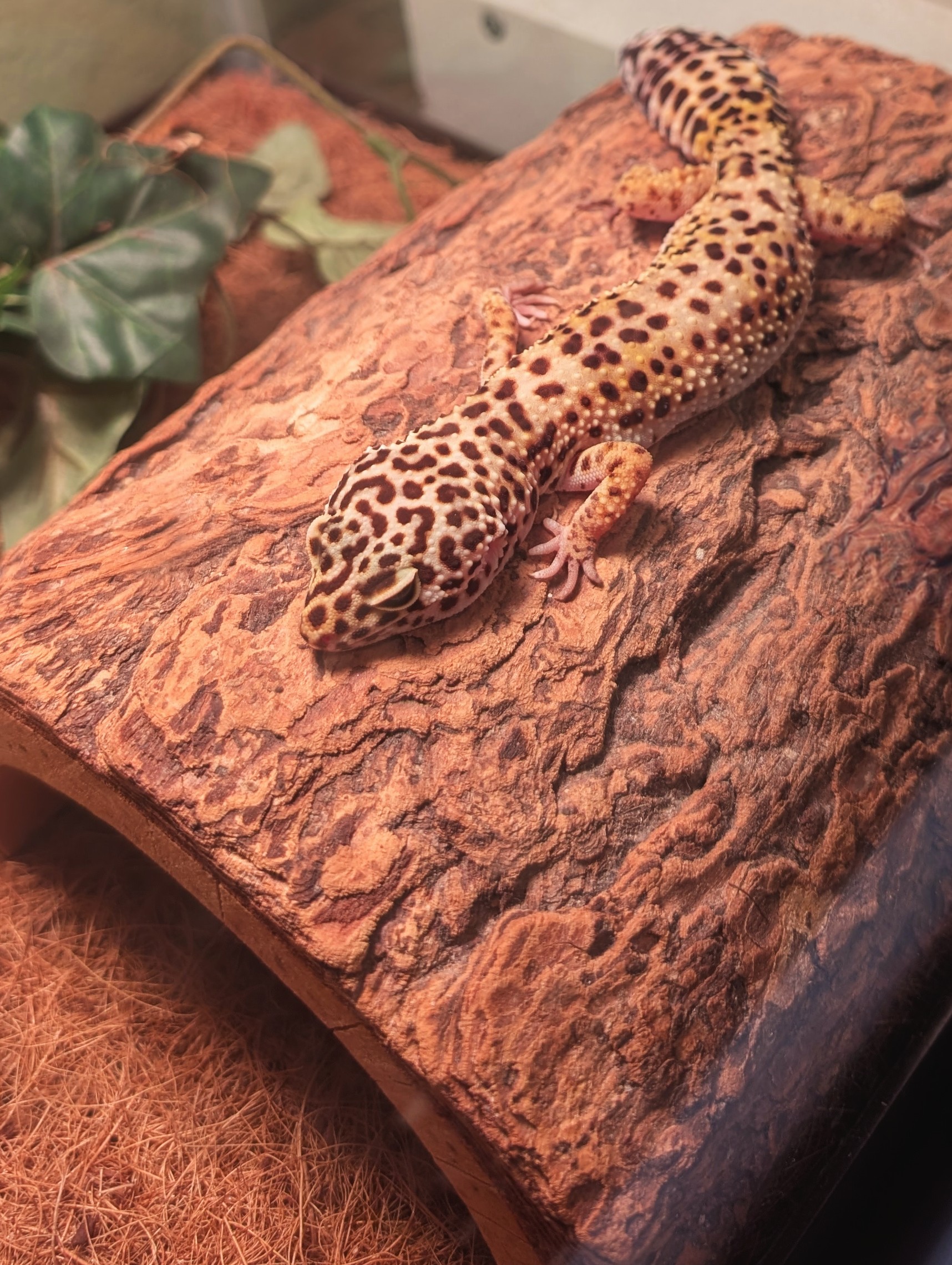 Our friend Toothless